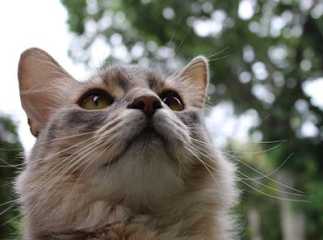 chat somali